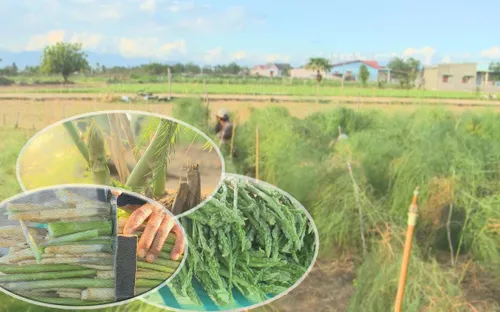 Ninh Thuận: "Làng măng tây" thích ứng thị trường nông sản