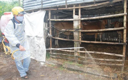 Quảng Trị: Khó khăn xử lý dịch lở mồm long móng