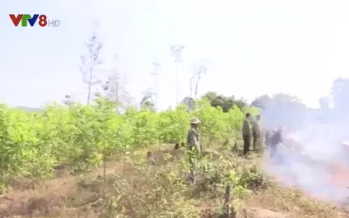 Đắk Lắk tăng cường phòng chống cháy rừng