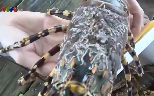 Khó khăn trong điều trị bệnh trên tôm hùm ở Phú Yên