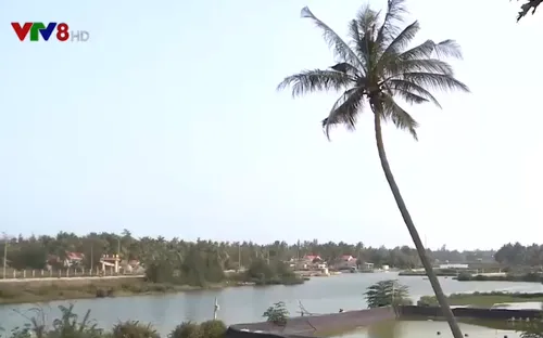 Sơn Mỹ sau 50 năm vụ thảm sát: Sức sống mới nơi vùng đất chết