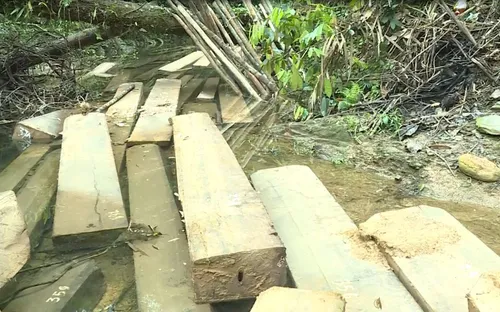 Quảng Bình phát hiện vụ phá rừng phòng hộ quy mô lớn ở huyện Tuyên Hóa