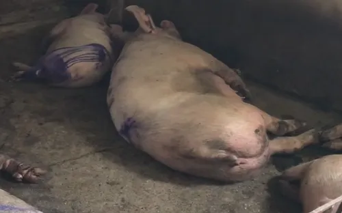 Hà Tĩnh: Lợn nghi nhiễm bệnh vẫn được mổ bán ra thị trường