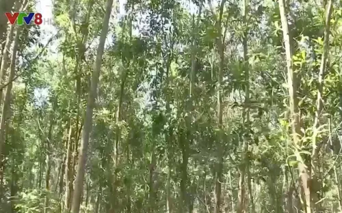 Quảng Ngãi: Người dân hưởng lợi từ giao khoán rừng theo Nghị định 135