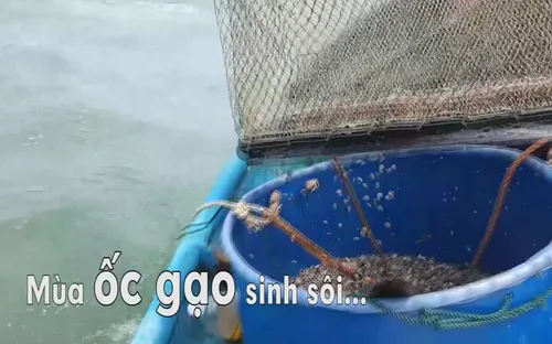 Chuyện biển chuyện người: " Mùa ốc gạo sinh sôi" (19h30, thứ Ba, 20/3)