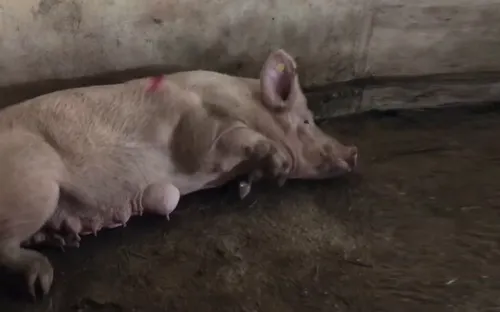 Hà Tĩnh: Điều tra nguyên nhân bùng phát dịch lở mồm long móng tại lò mổ Gia Phố