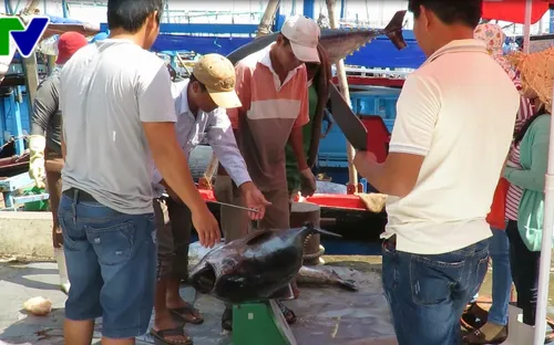 Phú Yên: Kiểm soát nghề cá tại các cảng cá và ngư trường trên địa bàn