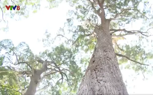 Rừng di sản Pơ mu - Báu vật của người Cơ Tu ở Quảng Nam