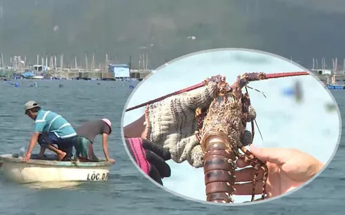 Phú Yên: Hội thảo quan trắc cảnh báo môi trường nuôi tôm hùm