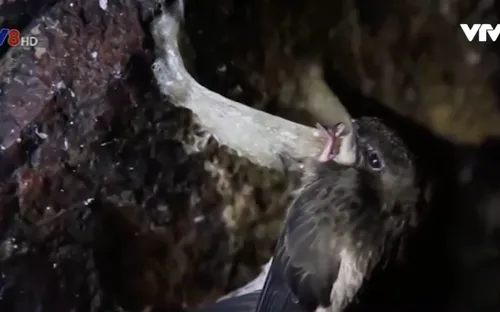 Những điều thú vị về chim yến đảo Khánh Hòa