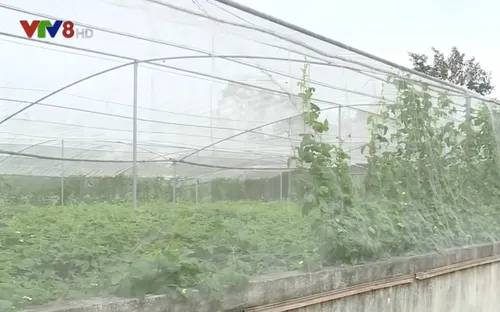 Quảng Trị phát triển nhiều mô hình sinh kế mới trên vùng cát