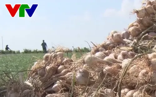 Quảng Ngãi: Phát hiện nhiều vụ đưa tỏi Lý Sơn giả ra "Vương quốc tỏi"