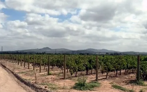 Nam Phi: Sản xuất rượu vang gặp khó khăn do thiếu nước