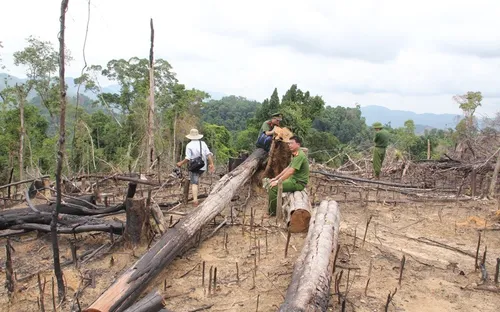 Quảng Nam: Rừng bị phá, nhiều cán bộ kiểm lâm bị kỷ luật