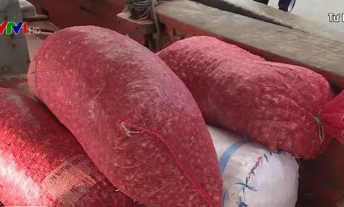 Mang tỏi nơi khác đến Lý Sơn để bán dưới mác "tỏi Lý Sơn"