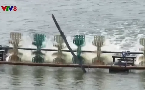 Nông dân Quảng Nam lao đao vì tôm chết