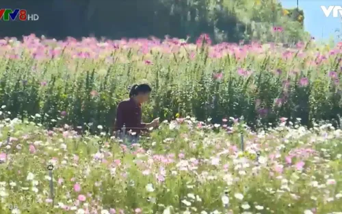 Sắc hoa Đà Lạt xưa trên cánh đồng hoa "bước ra từ truyện cổ tích"