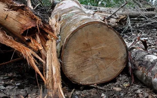 Hà Tĩnh: Tạm đình chỉ chức vụ Trưởng ban Quản lý rừng phòng hộ Sông Tiêm