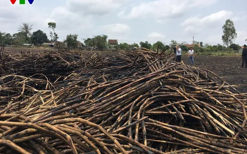 Phú Yên: Tư thương không mua, nông dân đốt mía !