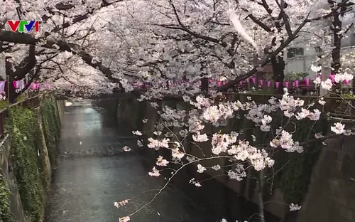 Nhật Bản ngập trong sắc hoa anh đào