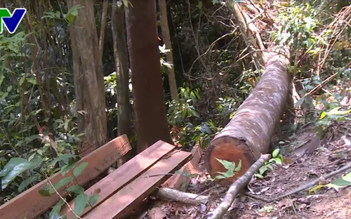 Bộ NN&PTNT ra công điện tăng cường ngăn chặn tình trạng phá rừng trái pháp luật