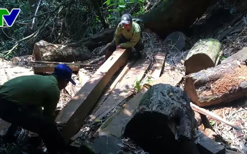 Rừng Lim quý hiếm ở Quảng Nam bị tàn phá nghiêm trọng