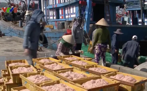 Quảng Ngãi: Ngư dân trúng đậm mùa ruốc biển