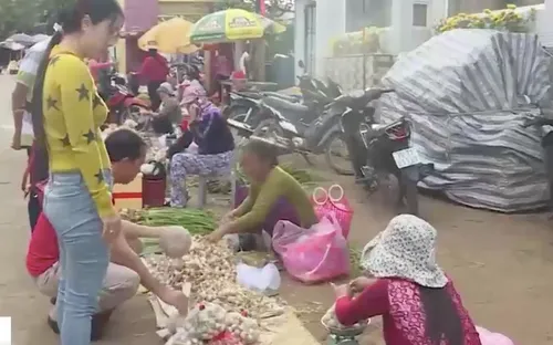 Tràn lan tỏi lạ giả tỏi Lý Sơn