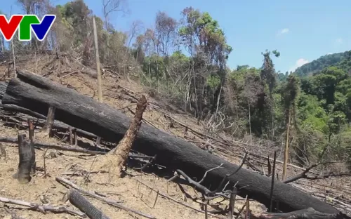 Quảng Nam: Xác định 5 đối tượng trong vụ phá rừng ở huyện Đông Giang và khởi tố một vụ phá rừng ở huyện Nam Giang
