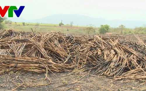 Nhà máy đường tại Phú Yên cam kết sẽ mua hết mía cho nông dân