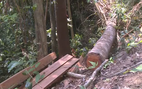 Quảng Nam: Xử lý nghiêm hai vụ phá rừng tại huyện Đông Giang và Nam Giang