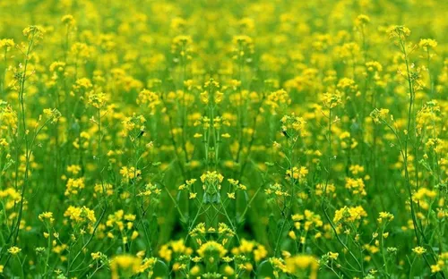 Sắc vàng hoa cải tại Thừa Thiên Huế