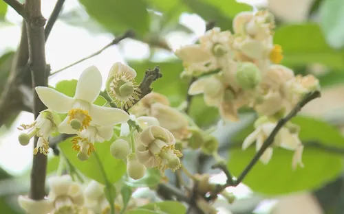 Du lịch mùa hoa thanh trà ở cố đô Huế