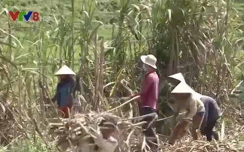 Người H’rê ở Quảng Ngãi tiết giảm thời gian ăn Tết