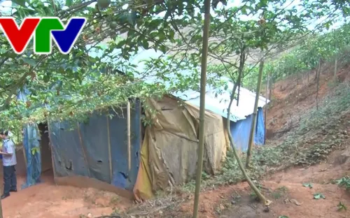 Vụ đào địa đạo khai thác vàng trái phép ở Kon Tum: Làm rõ trách nhiệm cá nhân, tổ chức liên quan