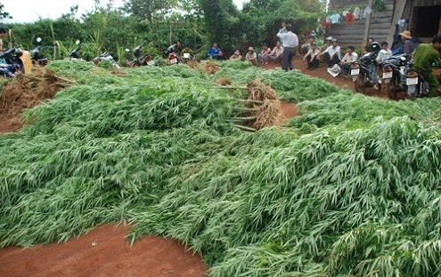 Đắk Nông: Nhổ bỏ gần 7.300 cây cần sa trồng trái phép