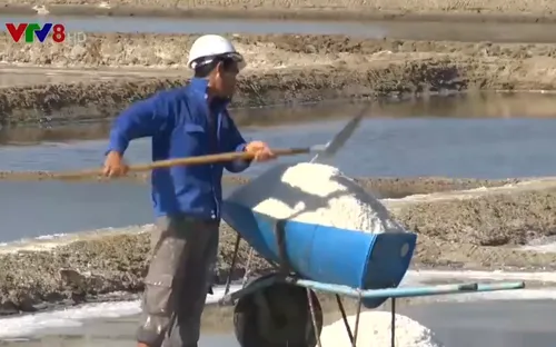 Giá muối liên tục giảm ở Ninh Thuận, diêm dân chịu thiệt