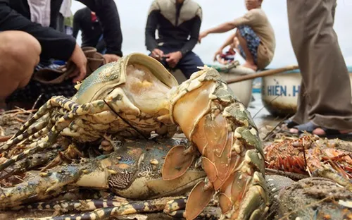 Phú Yên: Tái phát bệnh sữa trên tôm hùm