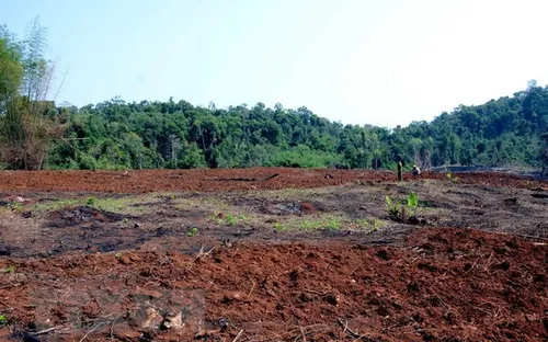 Vụ phá rừng tại Quảng Sơn, Đắk Nông: Kiến nghị xem xét, xử lý trách nhiệm của chủ rừng