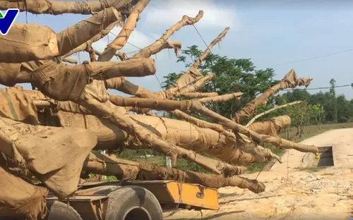Phạt 750.000 đồng và trả lại cây đa sộp thứ 3 bị bắt giữ ở Thừa Thiên - Huế cho chủ sở hữu
