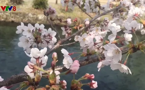 Mùa hoa anh đào Nhật Bản hấp dẫn du khách Việt