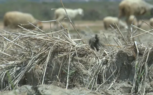 Nỗi ám ảnh nắng hạn quay lại, nông dân Ninh Thuận nỗ lực cứu đàn gia súc