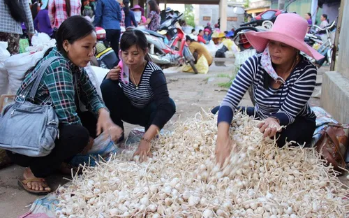 Nỗ lực bảo vệ thương hiệu tỏi Lý Sơn