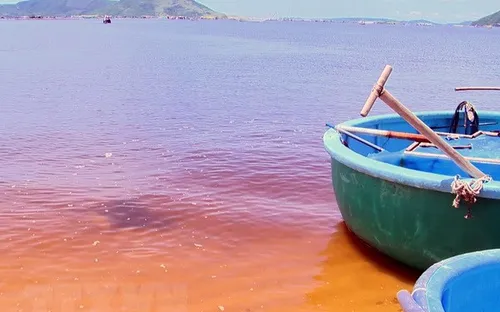 Tảo tạo ra vệt nước màu vàng hồng trên biển Quảng Bình