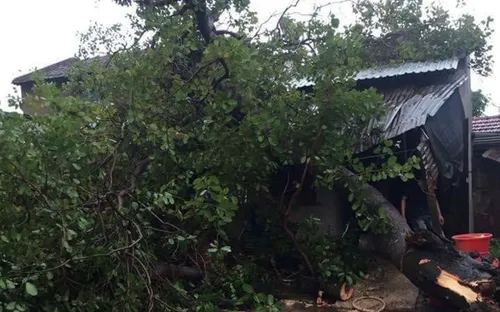 Đắk Lắk: Mưa lớn kèm lốc xoáy làm hơn 100 nhà dân bị tốc mái