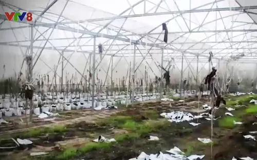 Nhiều dự án nông nghiệp thất bại tại miền Trung