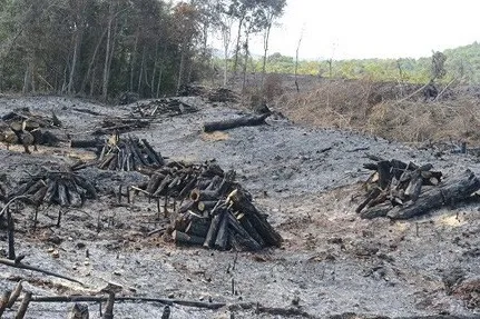 Vụ phá rừng tại xã Quảng Sơn, Đắk Nông: Tạm giữ khẩn cấp phó Trạm Quản lý – Bảo vệ rừng