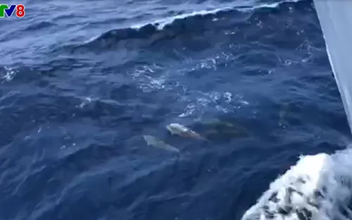 [Clip] Đàn cá heo nô đùa bơi theo tàu ra đảo Trường Sa