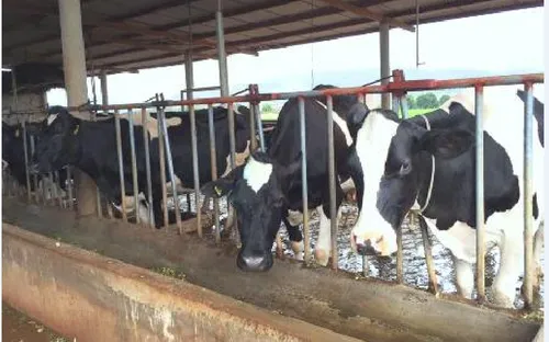 Nông dân Lâm Đồng thờ ơ với bò sữa