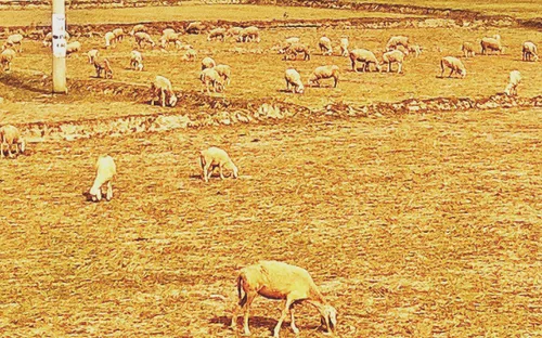 Đầu tư thủy lợi ở vùng khô hạn Ninh Thuận